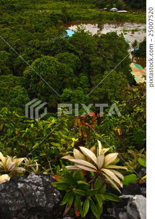 Tropical jungle (Gunung Mul National Park / East Malaysia · Borneo Island) Tropical jungle (Gunung Mul National Park / East Malaysia · Borneo Island) 25007520