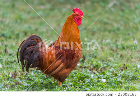 Rhode Island Red rooster - Colourful big cock. 25008165