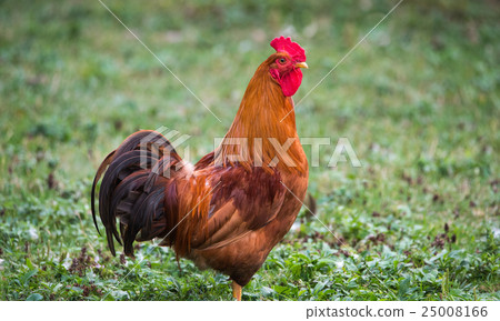 Rhode Island Red rooster - Colourful big cock. Rhode Island Red rooster - Colourful big cock. 25008166