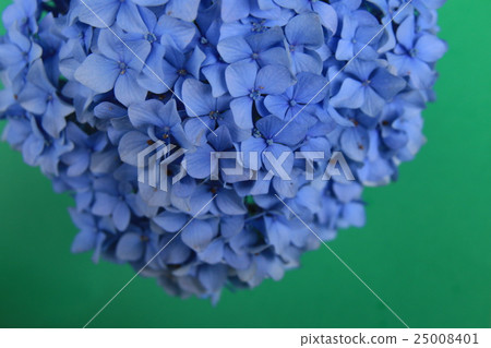五月的繡球花 五月的繡球花 25008401