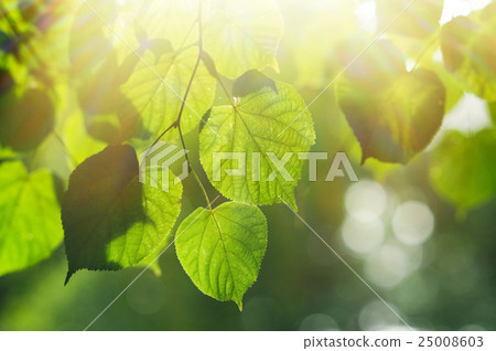 texture green leaves in summer park with sun 25008603
