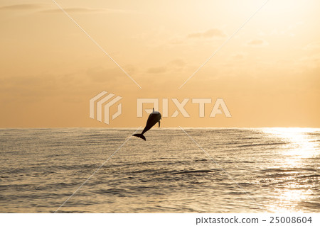 跳躍在日落海洋的海豚 25008604