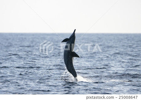 海豚在小笠原海上跳躍 25008647