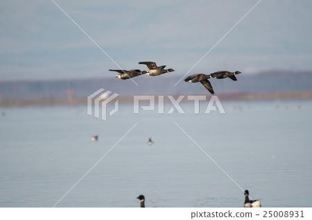 Bokugan at the tip of Todoara 25008931