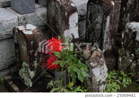 墳墓大久保 25009481