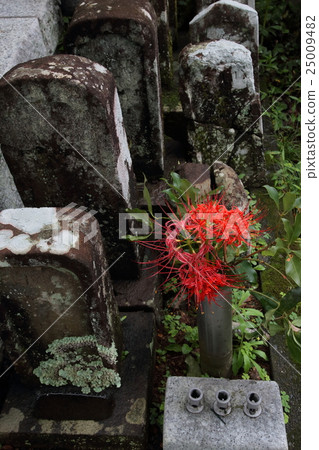 墳墓大久保 25009482