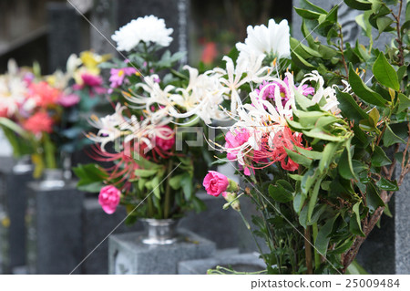 開花慶祝公墓嚴重omoteki紅色和白色的鮮花 25009484