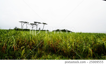 Sugar cane field on Kohama Island 25009555