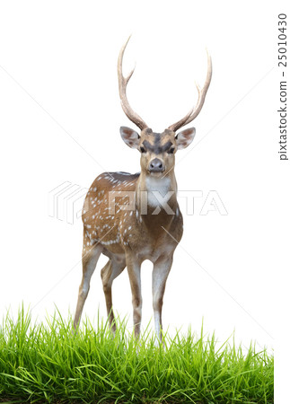 male axis deer 25010430