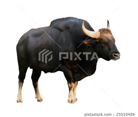 gaur isolated gaur isolated 25010489