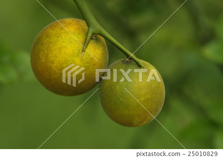 Natural plant Karatachi, mid September. Yellow-colored fruit. Looks yummy but it seems not to be suitable for raw eating ① Natural plant Karatachi, mid September. Yellow-colored fruit. Looks yummy but it seems not to be suitable for raw eating ① 25010829