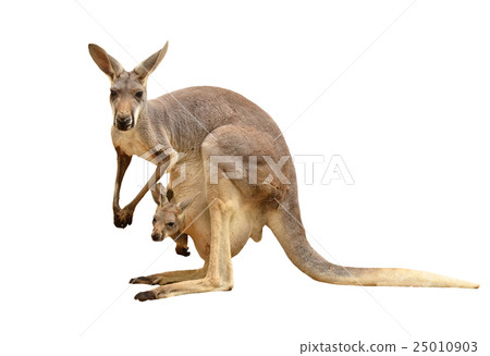 kangaroo isolated 25010903