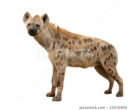 spotted hyena isolated 25010909