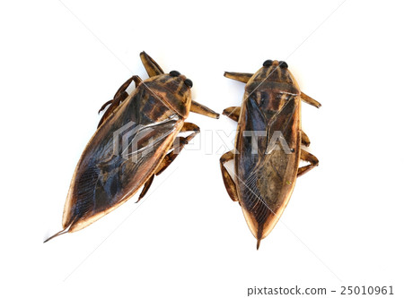 giant water bug isolated giant water bug isolated 25010961