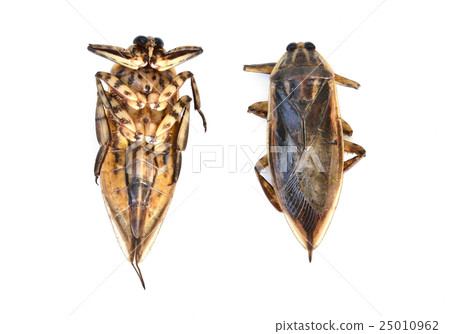 giant water bug isolated giant water bug isolated 25010962