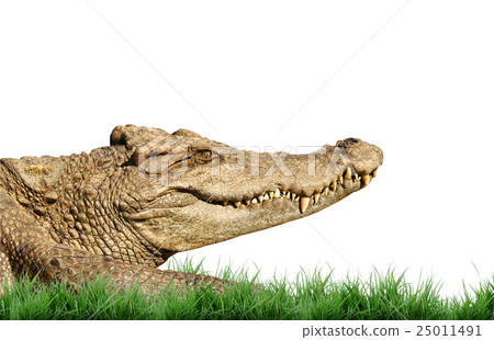 crocodile isolated 25011491
