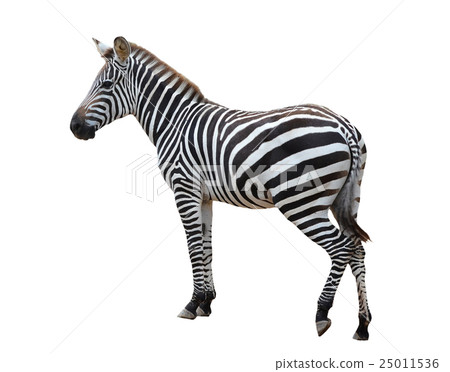 zebra isolated zebra isolated 25011536