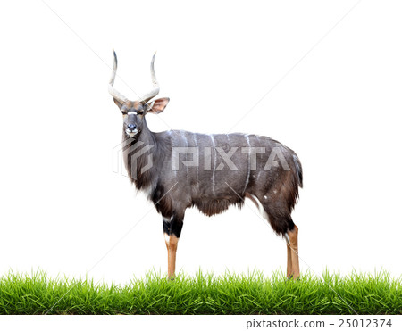 nyala with green grass isolated 25012374