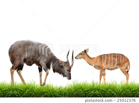 nyala with green grass isolated 25012376