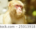 monkey 25013918