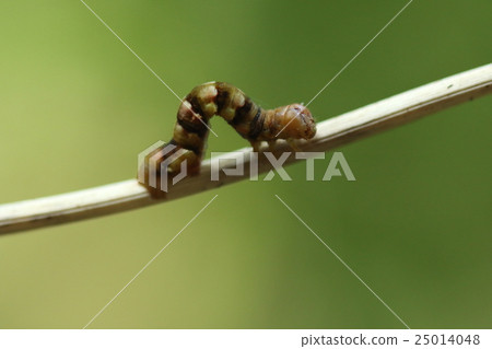 Creatures Insects Hoshiji Eshashi, adults are plain but larvae are cute figures of a fashionable pattern a little thick 25014048