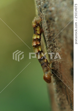 Creatures Insects Hoshiji Eshashaku, a pattern that I saw somewhere. It is a camouflage clothing of the jungle camouflage Creatures Insects Hoshiji Eshashaku, a pattern that I saw somewhere. It is a camouflage clothing of the jungle camouflage 25014073