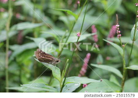 Flower of Ichimon dyseri and Inutaden 25015579
