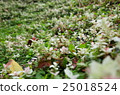 Small prairie, microscopic view, fascinating, glittering, confusing 25018524