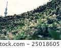 Small grassland, microscopic, fascination, green, cloth, Tokyo, clear sky tower 25018605