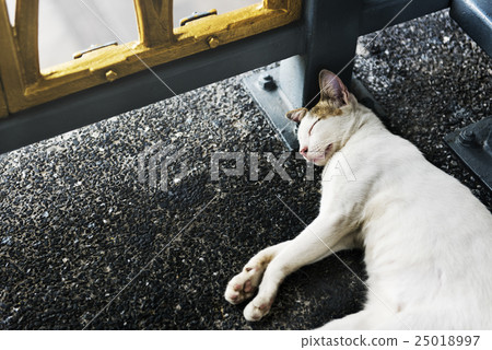 Cat Animal Lover Sleeping Concept Cat Animal Lover Sleeping Concept 25018997