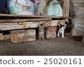 Care, sitting, hope, gaze, curiosity, elegance, cheerful, lovely 25020161