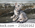 Care, sitting, hope, gaze, curiosity, elegance, cute, ___ ___ 0 25020162