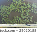 水生植物 25020188