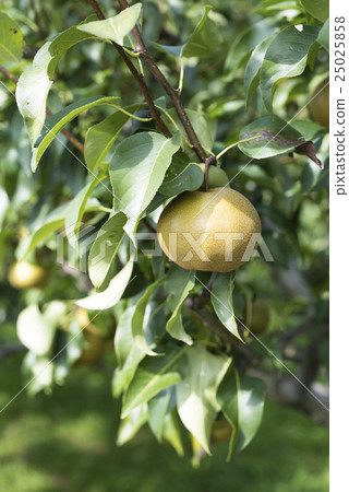 Pear with tree (no sum) 25025858