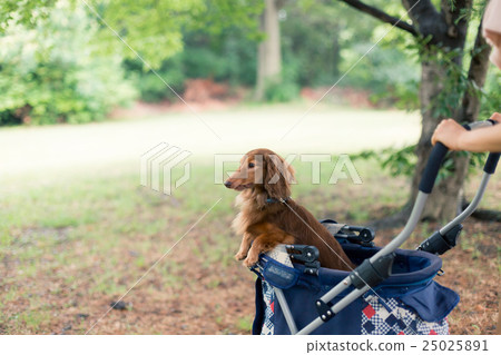 dog, dogs, miniature dachshund 25025891
