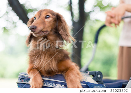 dog, dogs, miniature dachshund 25025892