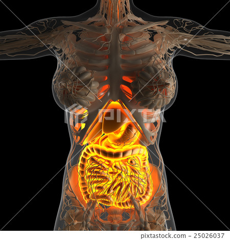 woman body with glow digestive system 25026037