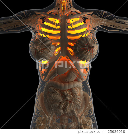 woman body with glow lungs 25026038