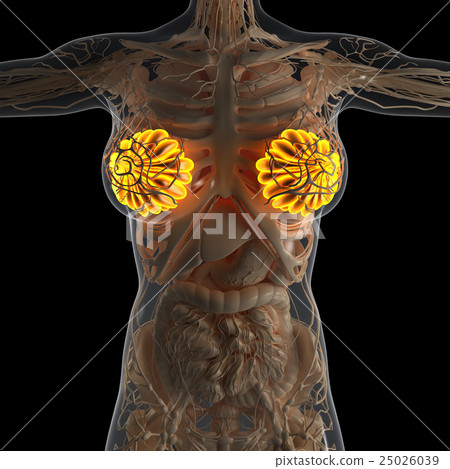 human body with glow mammary gland 25026039