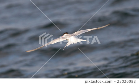 Arctic tern in flight 25026088