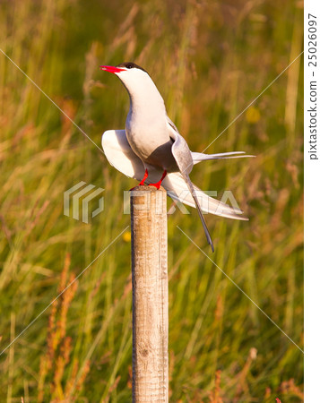 Arctic tern resting, warm evening sunlight Arctic tern resting, warm evening sunlight 25026097