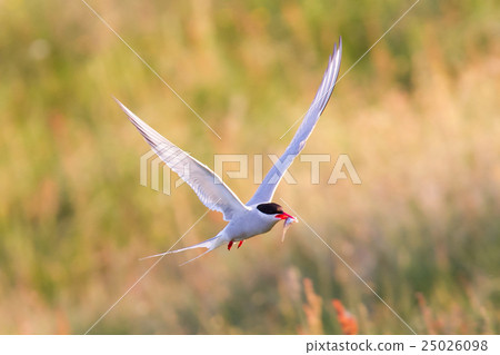 Arctic tern with a fish - Warm evening sun 25026098