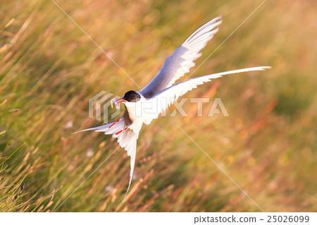 Arctic tern with a fish - Warm evening sun 25026099