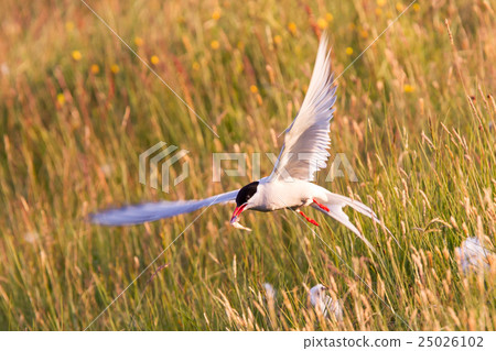 Arctic tern with a fish - Warm evening sun 25026102