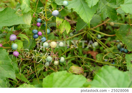 Beautiful fruit (Nobudo and Butsuru) 25028006