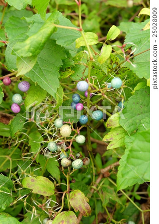 Beautiful fruit (Nobudo and Butsuru) 25028009