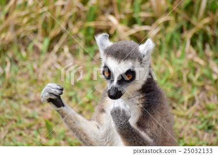 金剛狼狐猴 25032133