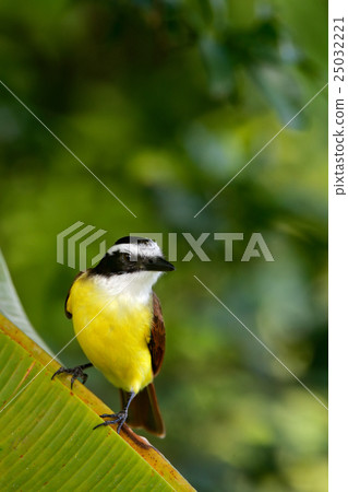 Great Kiskadee, Pitangus sulphuratus, brown Great Kiskadee, Pitangus sulphuratus, brown 25032221