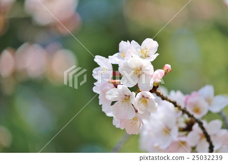 Cherry blossoms in the light Cherry blossoms in the light 25032239