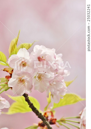 櫻花色 櫻花色 25032241